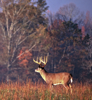 Deer2