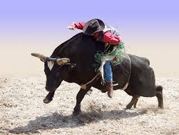 bull riding