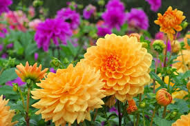 multi colored flowers