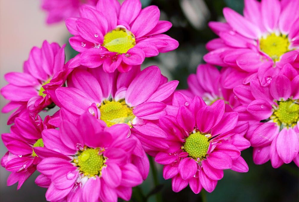 Mary Helen Reed, May 24, 1978~November 1, 2021