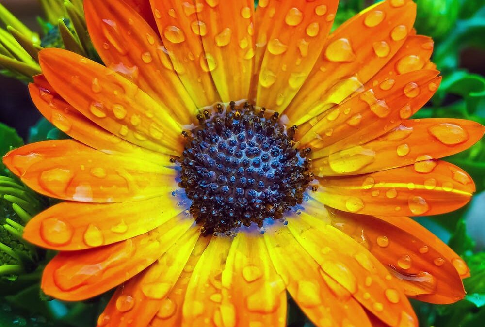 Alice  “Sandy” McClelland, April 16, 1927~June 26, 2022