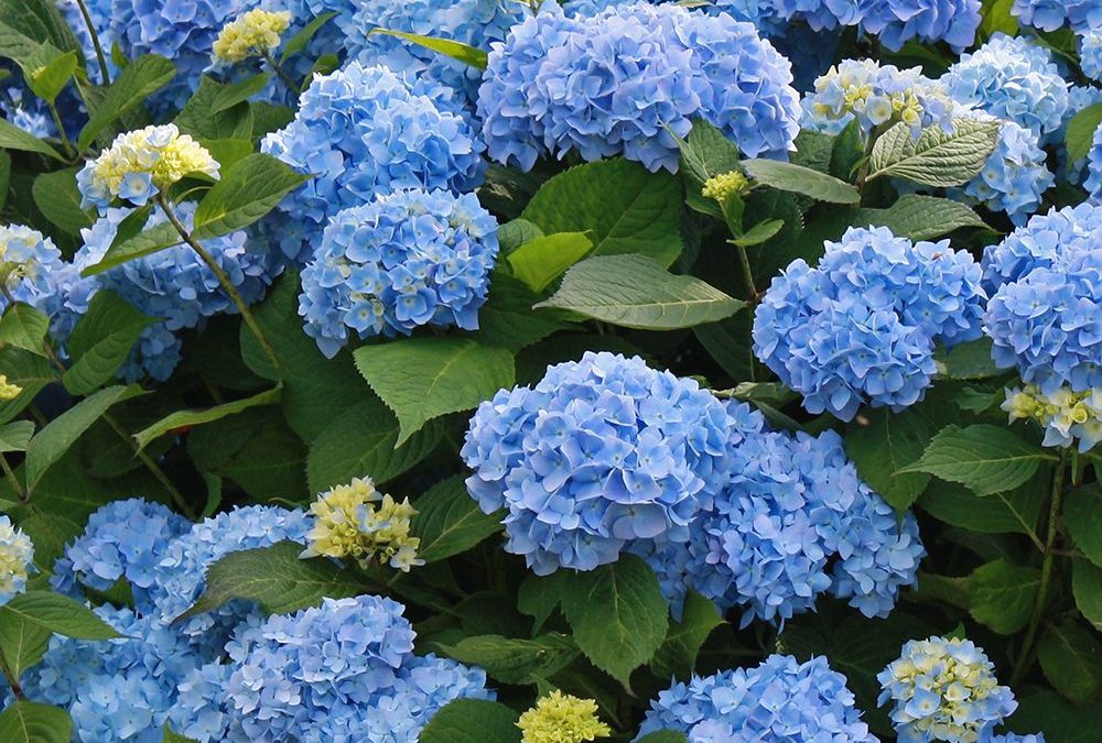 Altis E. Tisdale, November 19, 1928~January 17, 2023