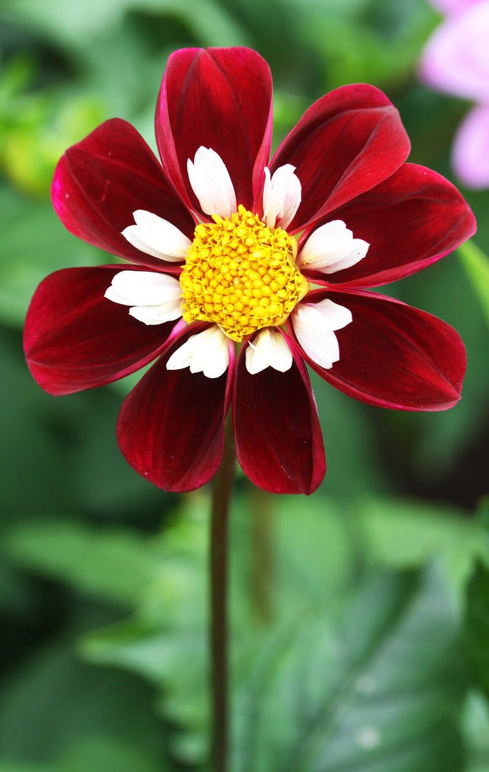 red flower